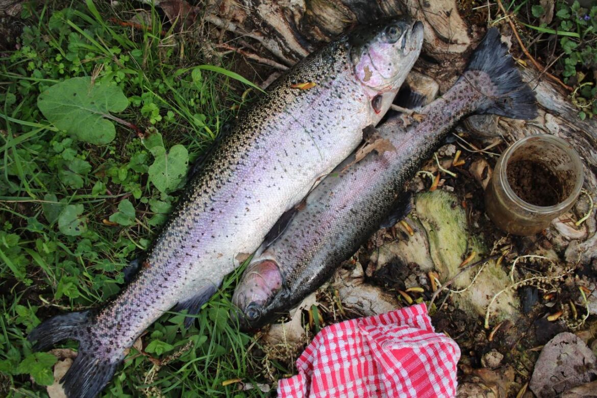 Les Salons de Pêche Européens 2026 : Guide Complet