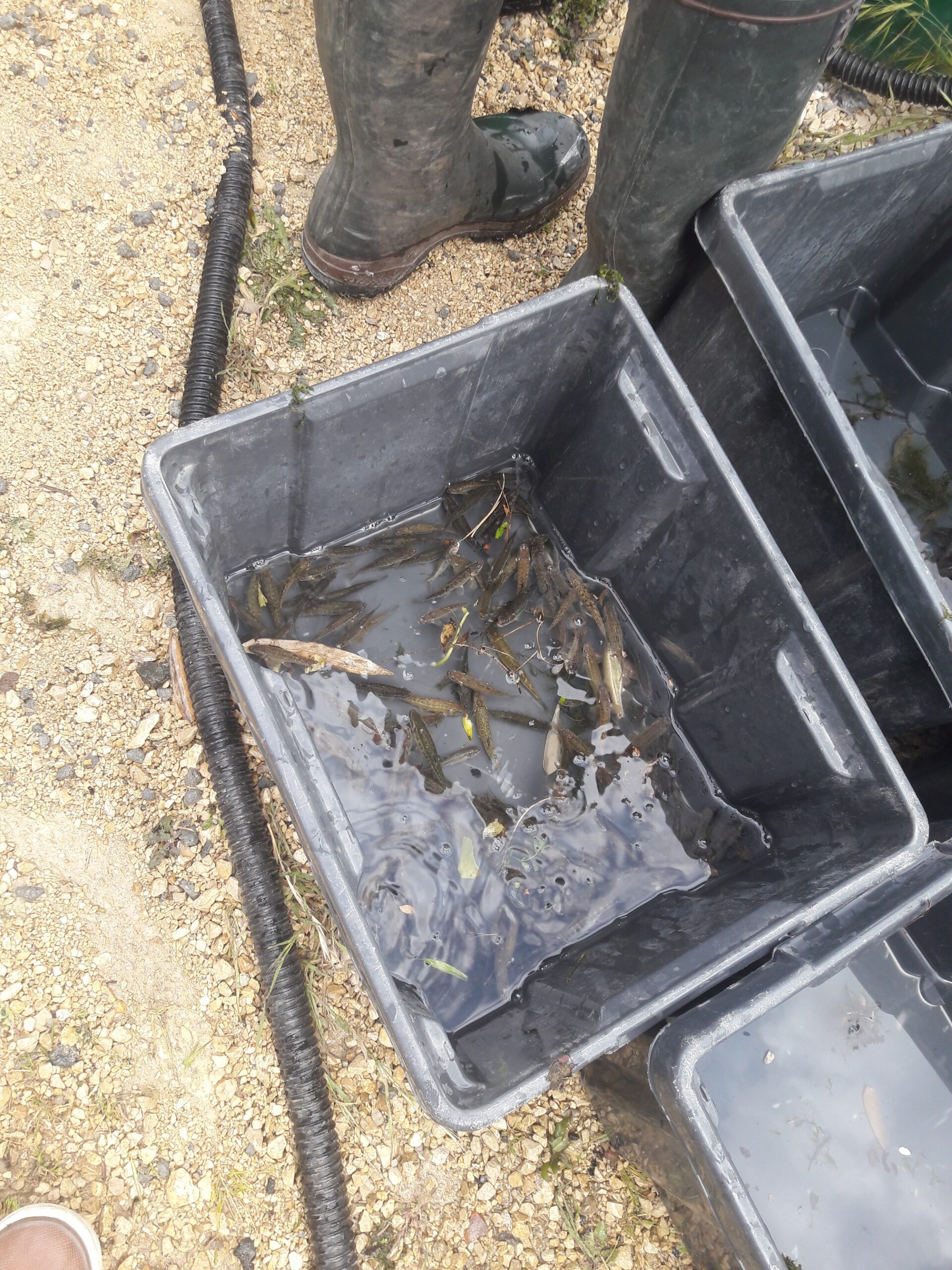 Opération d'alevinage